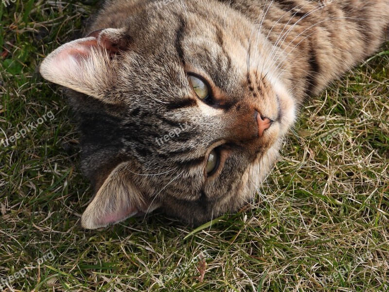 Cat Kitten Grayish-brown Dachowiec Animal