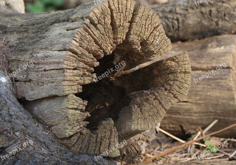 Tree Wood Old Rough Nature