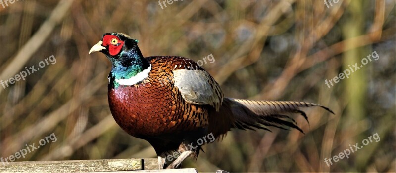 Pheasant Bird Plumage Colourful Pattern