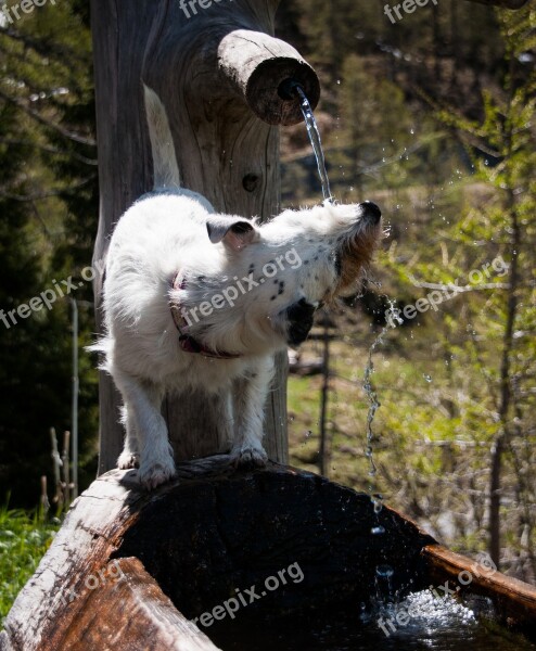 Dog Water Play Fun Doggy Style