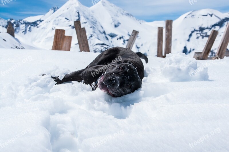 Dog Snow Happy Doggy Style Pet