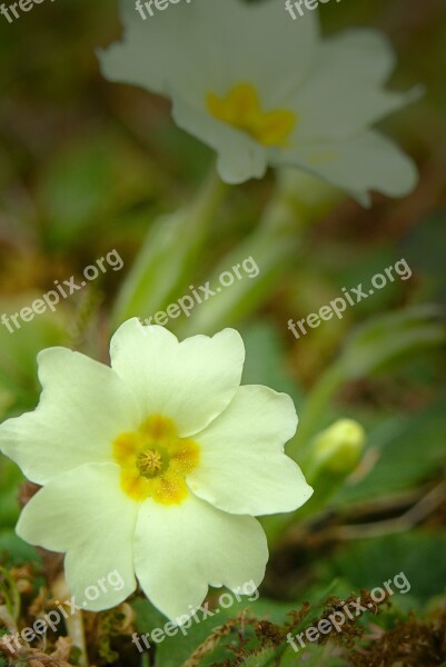 Spring Cowslip Yellow Plant Close Up