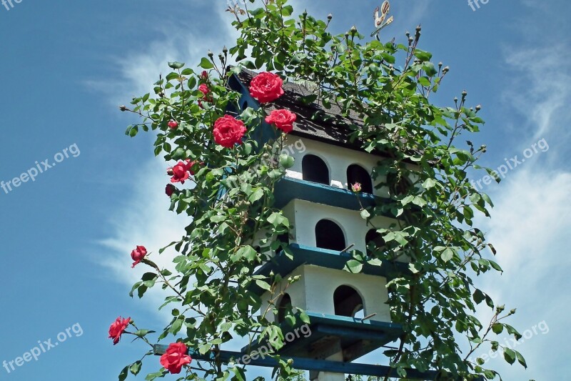 Birdhouse Roses Flowers Creeper Red