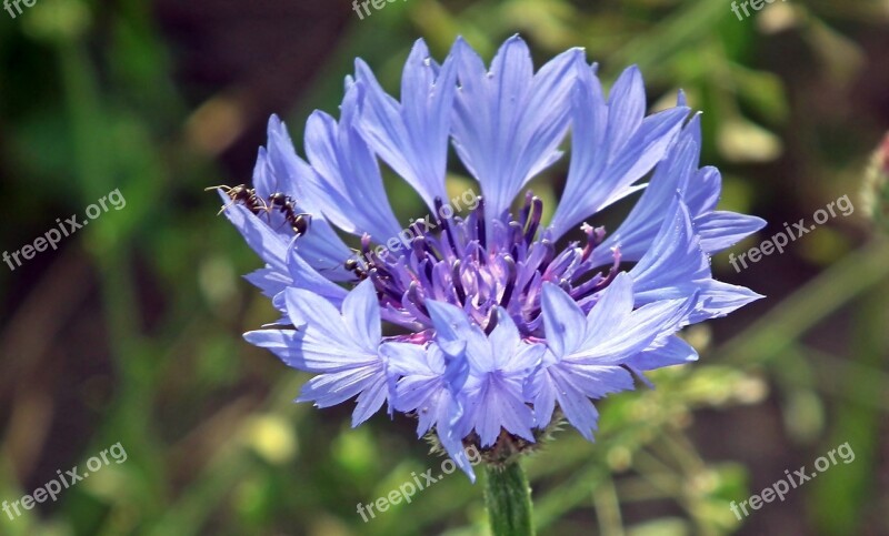 Cornflowers Blue Flowers Nature Fields