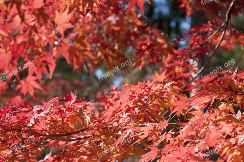 Japan Momiji Momijigari Nature Fall