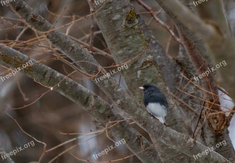 Backyard Wildlife Birdwatching Bird Perch