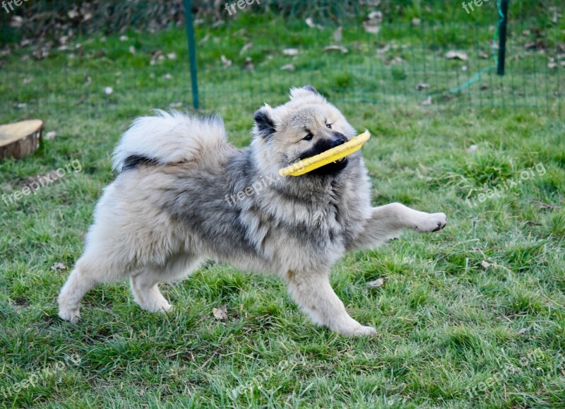 Dog Dog Eurasier Olaf Blue Young Dog Plays Frisbee Animal Doggie