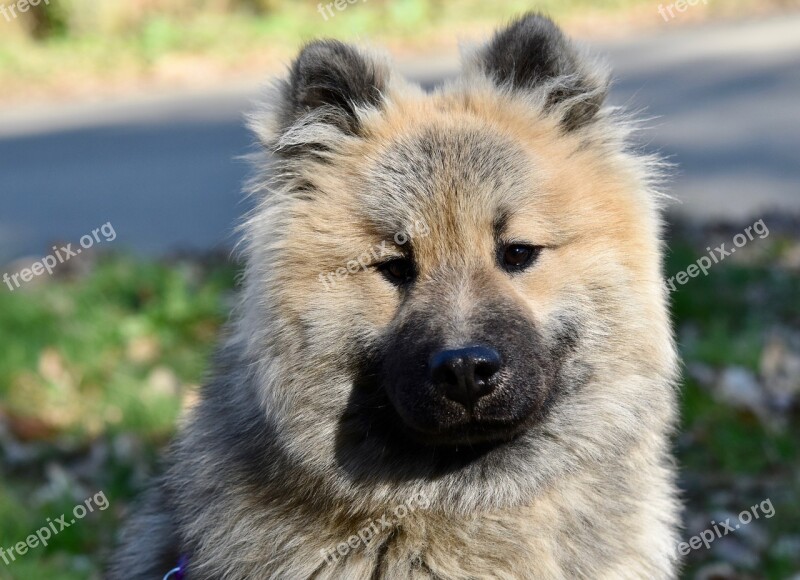 Dog Dog Eurasier Olaf Blue Pup Animal Doggie