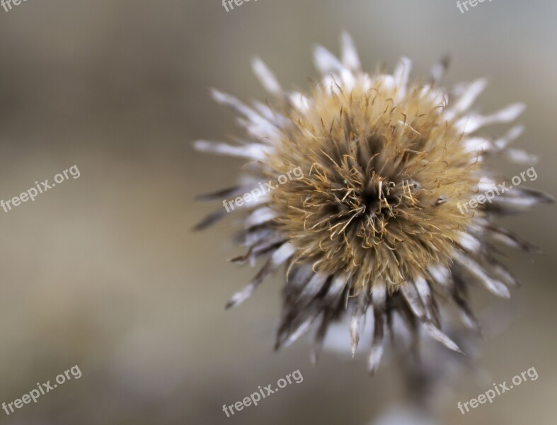 Odkvitnutie Flower Nature Fluff Macro