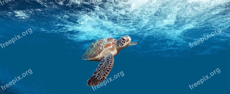 Turtle Sea Underwater Ocean Water