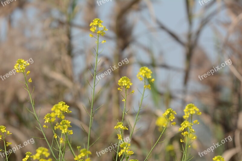 Flowers Outdoor Summers Outdoors Nature