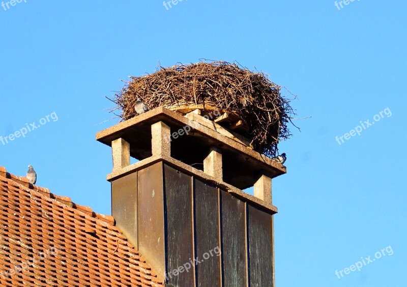 Nest Storks Storchennest Rattle Stork Animal World