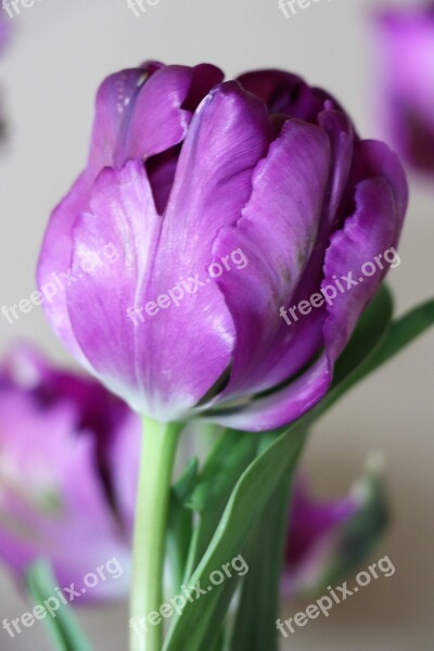 Tulip Purple Bright Flowers Spring