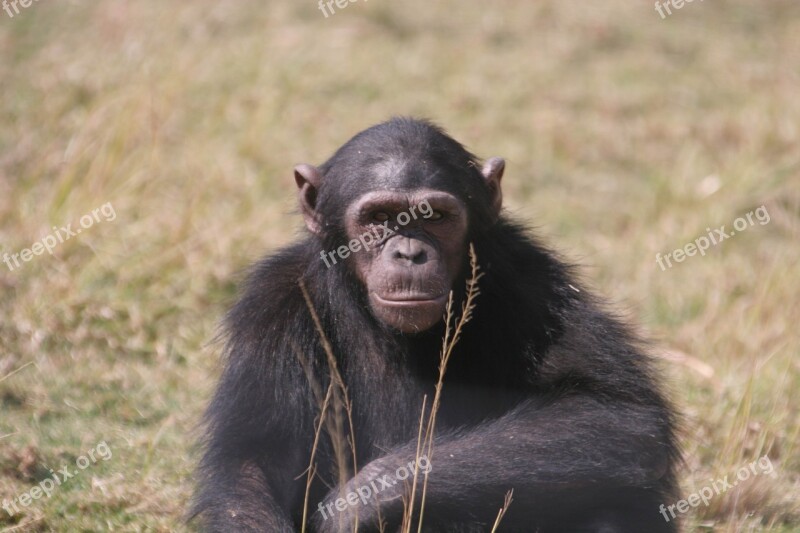 Chimpanzee Eden Jane Goodall Monkey