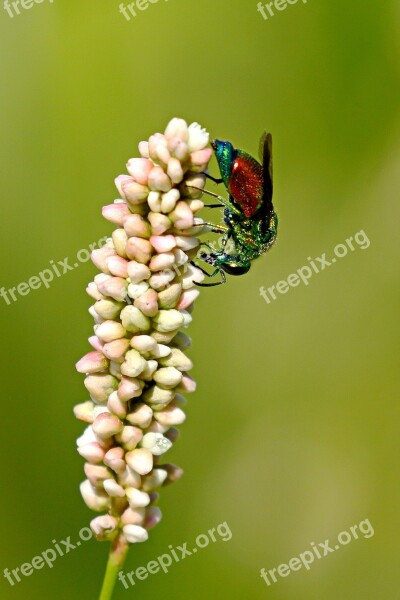 Macro Wasp Cuckoo Hymenoptera Colorful