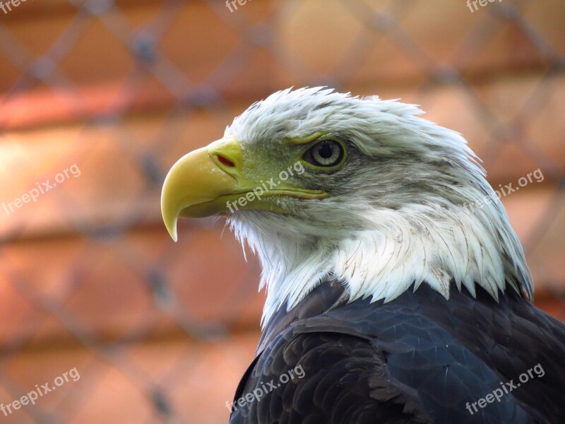 Adler Raptor Nature Wildlife Park Pride