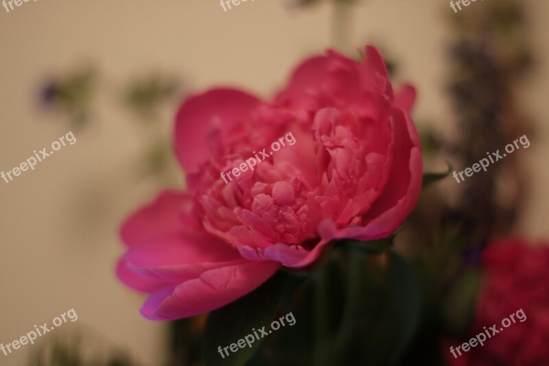 Flower Peony Pink Spring Flora