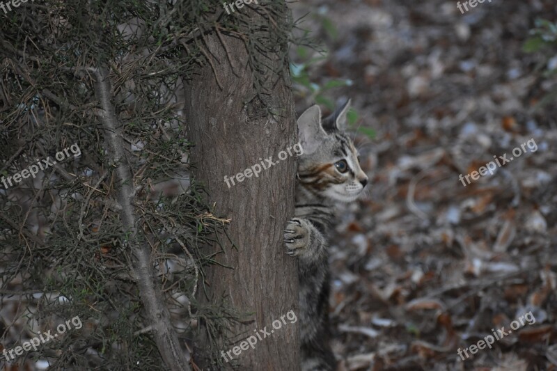 Kitten Nature Plays Cute Animals