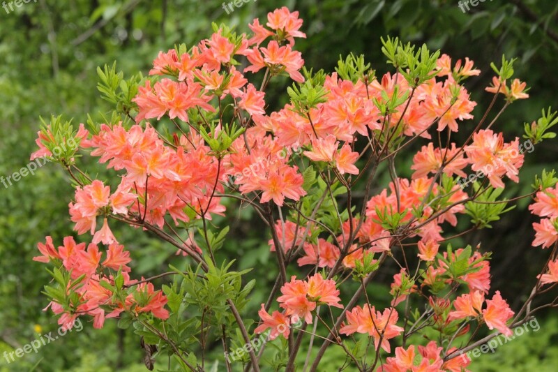 Rhododendron Plant Bloom Flowers Shrub