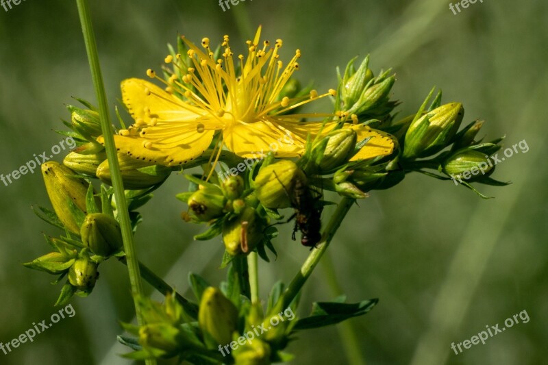 Blossom Bloom Yellow Yellow Wild Flowers Pointed Flower