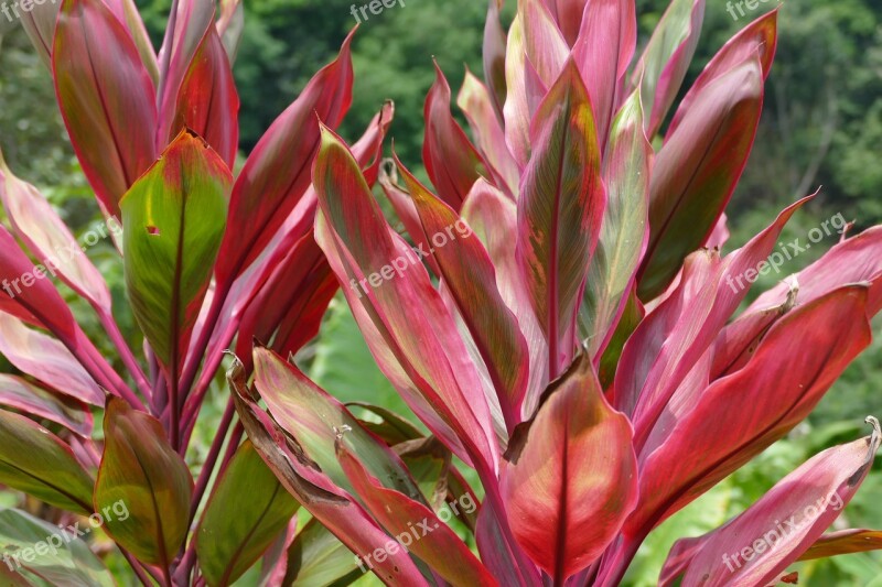 Plant Nature Flower Summer Leaf