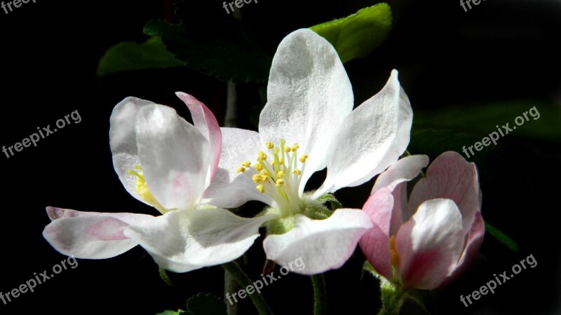 Apple Tree Flower Apple-blossom Blooming Apple Tree Flowering Tree