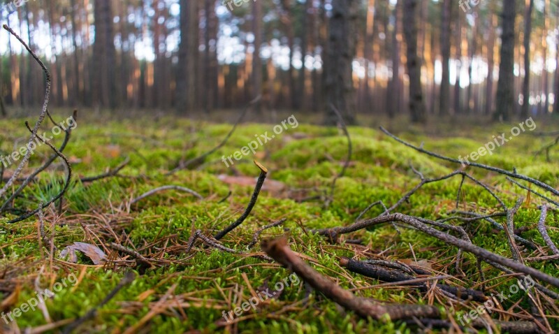 Nature Forest Tree Landscape Lawn