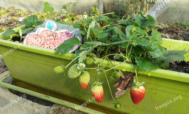 Strawberries Cultivation Ecological Food Vegetable