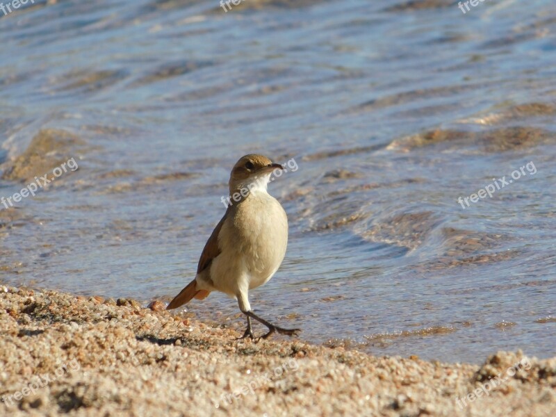 Birds Wild Life Nature Animalia Outdoors