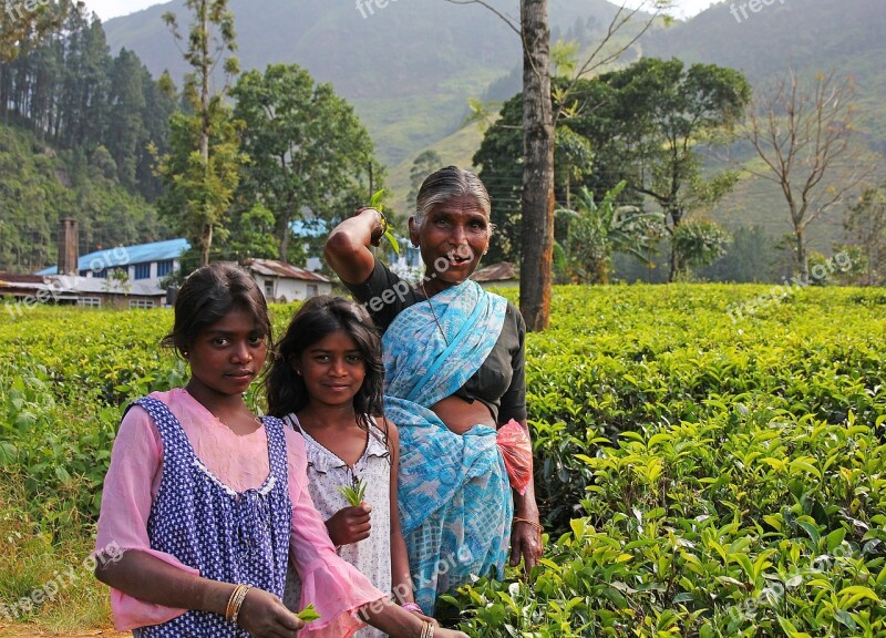 Tea The Tea Plant Plantation Herbs Plant