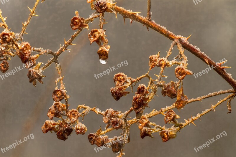 Blackberry Vine Dorne Prickly Bush Wet