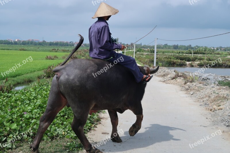 Cattle Mammal Vietnam Farmer Rice Field