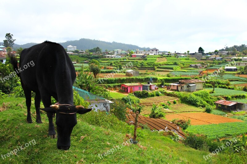 Country Work Field Agriculture Robot