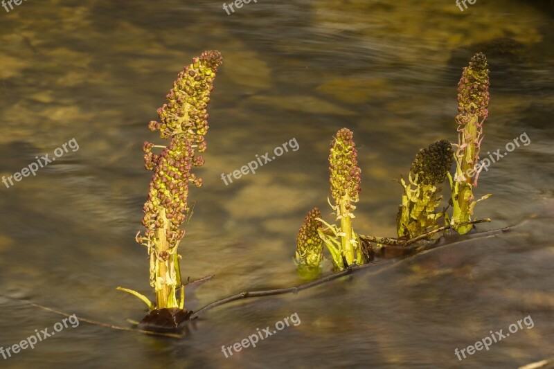 Butterbur Early Bloomer Common Butterbur Flowers Wild Plant