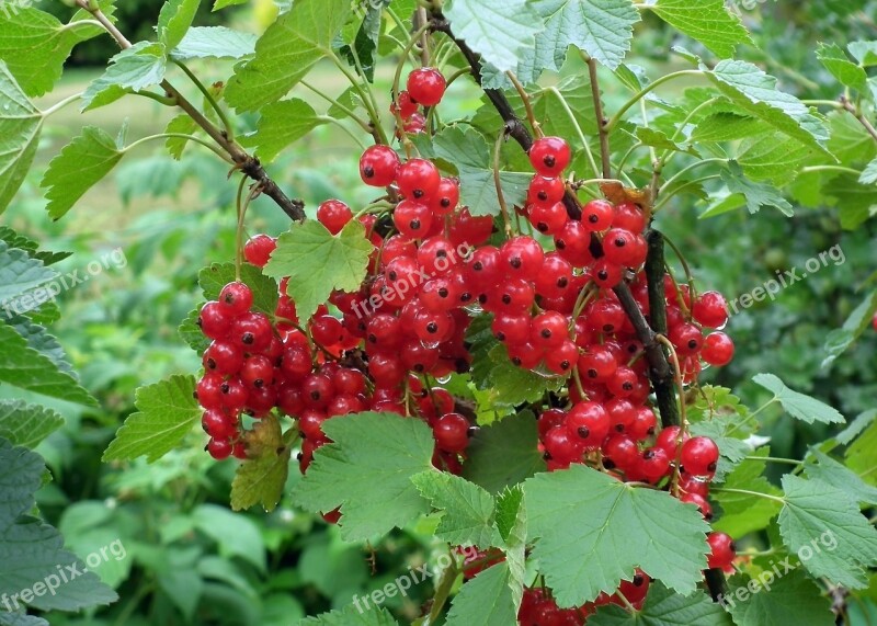 Fruit Currant Red Nature Leaf