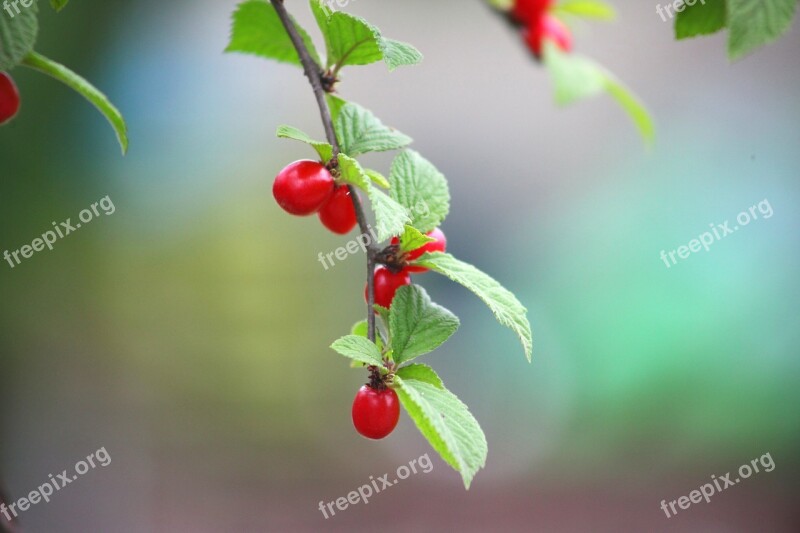 Leaf Nature Fruit Quarter Zhang And