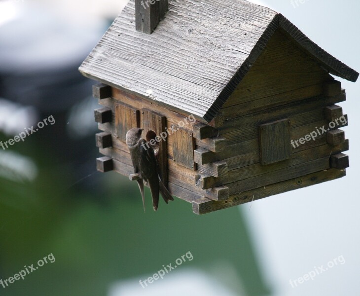 Swallow Birdhouse Spring Free Photos