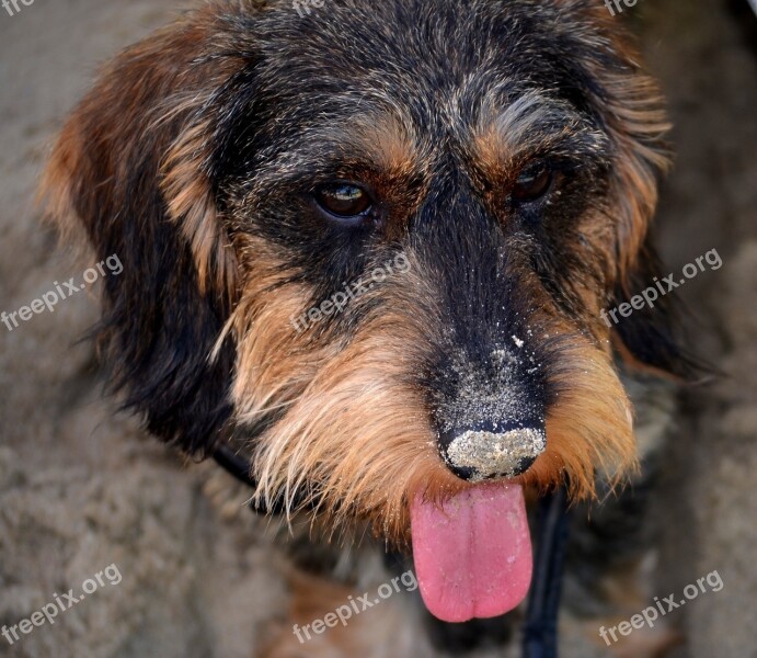 Dachshund Nose Sand Beach Mammal