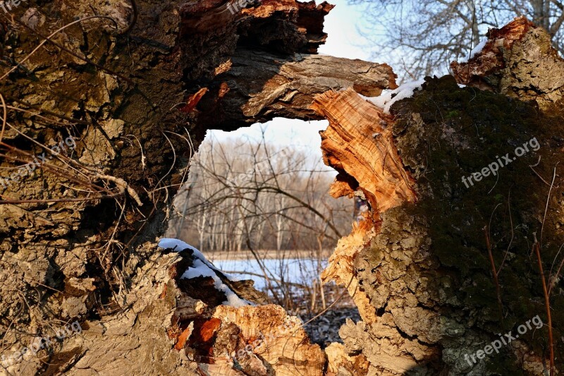 Forest Nature Winter Old Tree