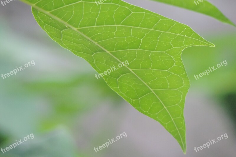 Leaf Nature Plant No Person Lush