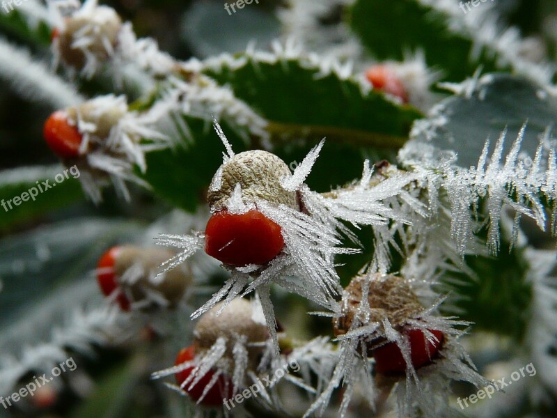 Nature Winter Frost Ice Crystals Ice