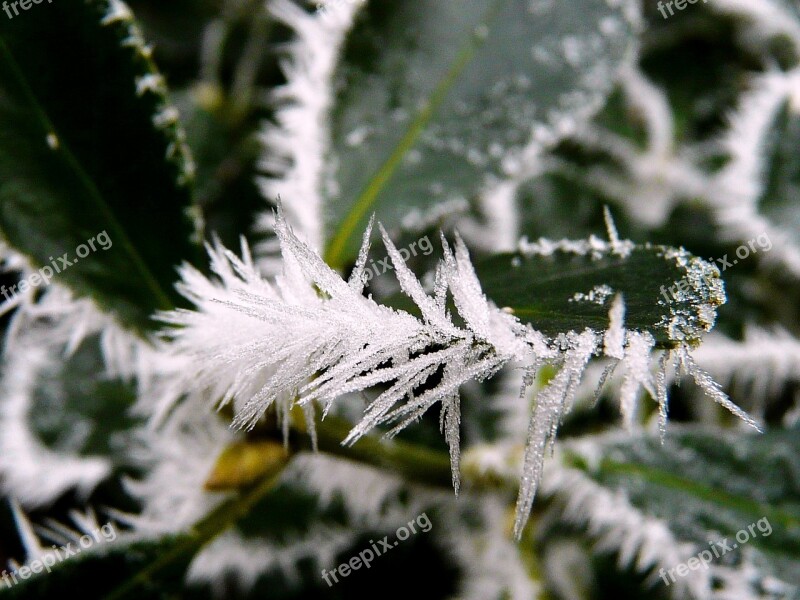 Nature Winter Frost Holidays Ice Crystals