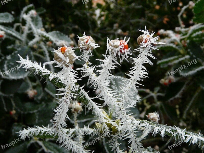 Winter Bush Frost Nature Berry