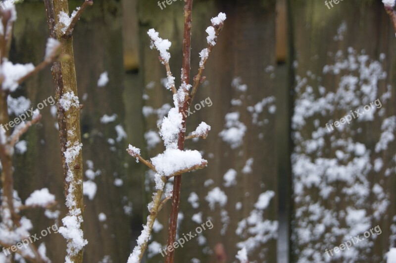 Tree Frost Nature Season Winter