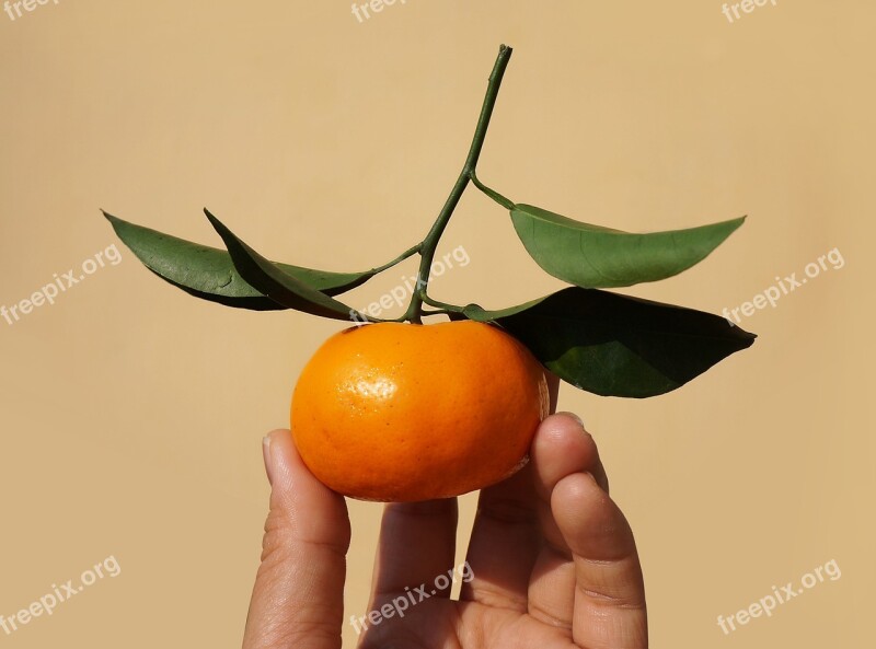 Fruits Food Tangerines Free Photos