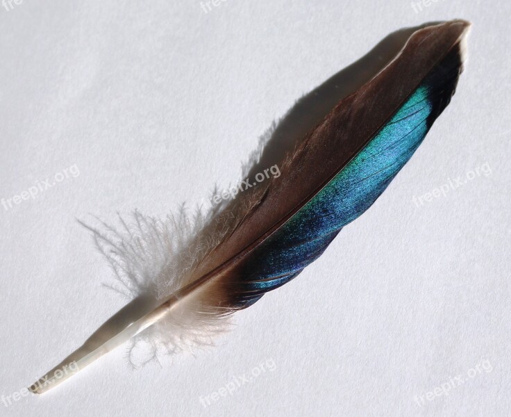 Bird Feather Turquoise Blue Duck Speculum