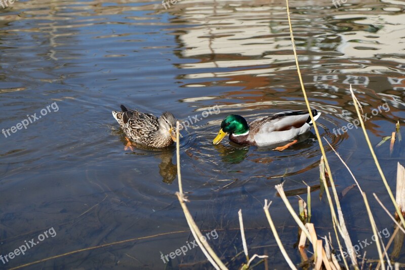 Puddle Lake Waters Duck Free Photos