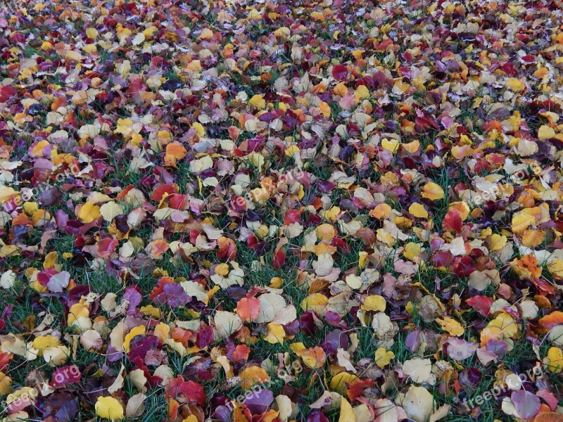 Leaves Fall Autumn Fall Leaves Background Fall Leaves