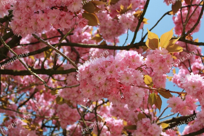 Flower Branch Tree Plant Cherry Wood