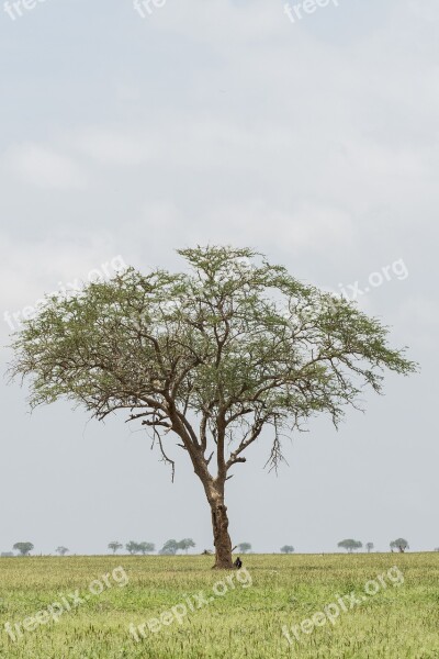 Nature Tree Landscape Grass Flora